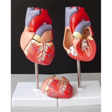 human heart model anatomical anatomy teaching model science teaching resources ebay
