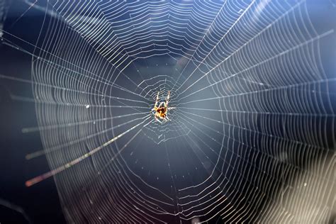 the man made spider webs created by scientists