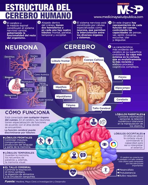estrucutra del cerebro humano infografia