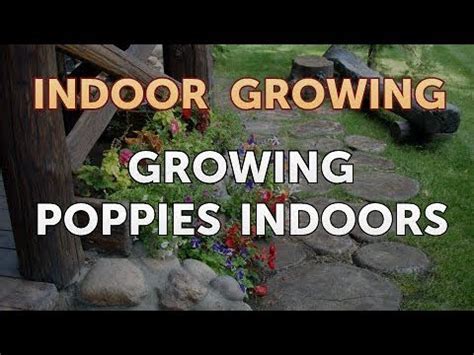 growing poppies indoors youtube