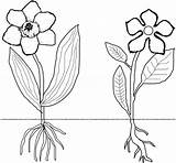Coloring Roots Flower Monocot Dicot Stem Monocots Clipart Dicots Plant Drawing Worksheets Plants Flowers Pages Worksheet Cliparts Outline Biologycorner Drawings sketch template
