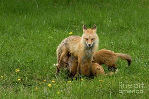 fox family photograph  reva dow fine art america