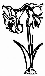 Amaryllis Coloring Pages Printables sketch template
