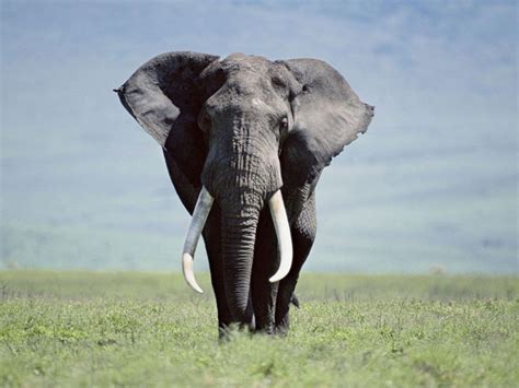 cómo comerte un elefante desarrollo personal