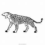 Leopard Leopardo Ultracoloringpages sketch template