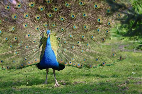pauw stock foto afbeelding bestaande uit staart peacock