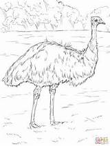 Emu Lyrebird Coonhound Redbone Supercoloring Rhea Colorear sketch template
