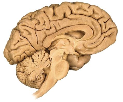 sagittal section  human brain diagram quizlet