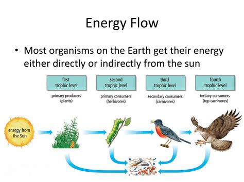 energy flow   ecosystem powerpoint