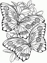 Mariposas Mariposa sketch template
