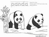 Panda Bamboo Eat Coloring Bears Start Then Open Print sketch template