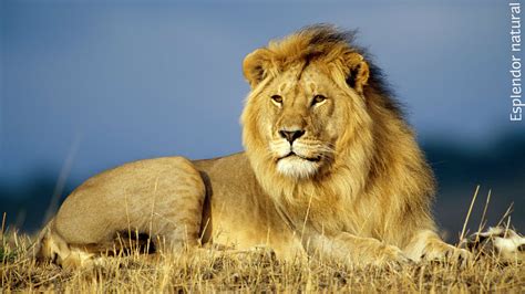 esplendor natural el imponente leon