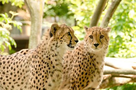 video familie ontsnapt aan cheeta aanval  safaripark beekse bergen peta nederland