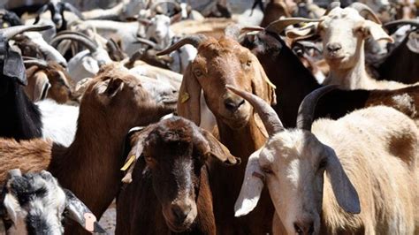 thousands  goats killed  mexican town  sake  tradition