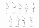 Nose Snub Noses Describe Draw Neopress Nariz I1319 Perceived sketch template