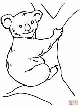 Koala Coloriage Kolorowanki Koalas Dzieci Animaux Australie Coloriages Albumdecoloriages Mewarnai Ausdrucken Semua Doanload sketch template