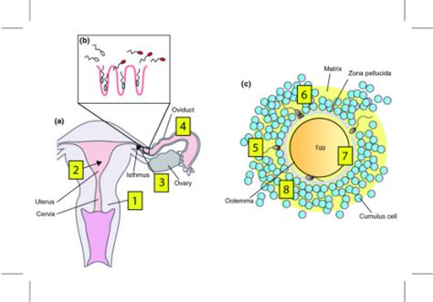the remarkable journey of the sperm to the egg a aft open i