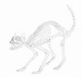 Skeleton Coloring Pages Cat Filminspector sketch template
