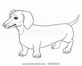Dog Sausage Drawing Outline Weiner Coloring Pages Wiener Getdrawings Dachshund sketch template