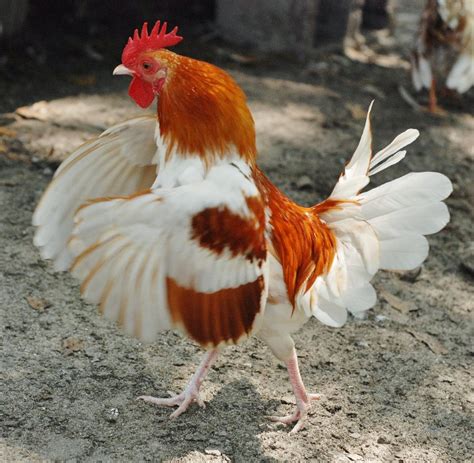 red pyle old english bantam chicks cackle hatchery®