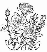 Coloring Pages Flower Print Disimpan Dari Uploaded User sketch template