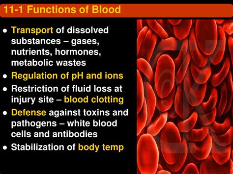 chap  blood powerpoint    id