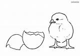 Chick Chicken Coloring Eggshell sketch template
