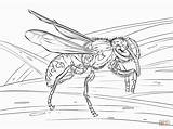 Wespe Avispas Vespa Wasp Realistic Stampare Realistische Kategorien Insectos sketch template