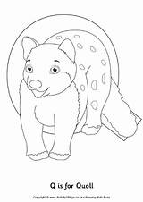 Quoll Colouring Coloring Pages Choose Board Colour Activityvillage sketch template