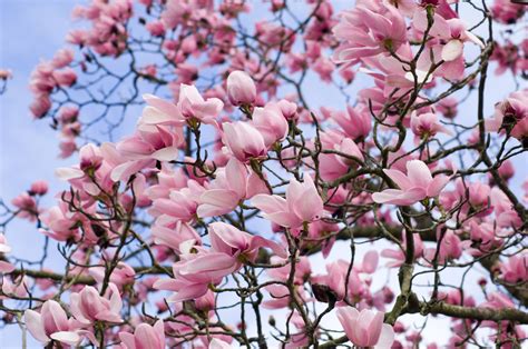 time  prune magnolia trees