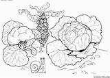 Kapusta Cabbage Colorkid Verduras Chou Verdure Kolorowanka Cavolo Huerta Repolho Repollo Warzywa Kolorowanki Colorier Concombre Radis Carrot Pepinos Ogrodu Kohl sketch template
