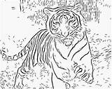 Coloring Pages Wild Tiger Animal Cat Cats Printable Realistic Adults Adult Kids Big Animals Color Auburn Print Detailed Getcolorings Running sketch template