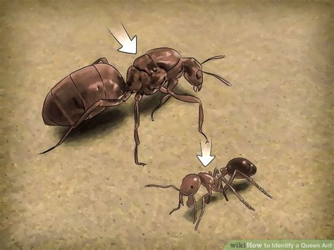 identify  queen ant  steps  pictures wikihow