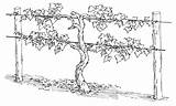 Vine Grape Coloring John Branches Vines Grapes Trellis Am Growing Jesus Wine Vineyard Drawing Pages Root True Grow Branch Drawings sketch template