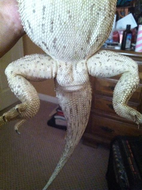 I Don T Know If My Beardie Is Male Or Female • Bearded Dragon Org