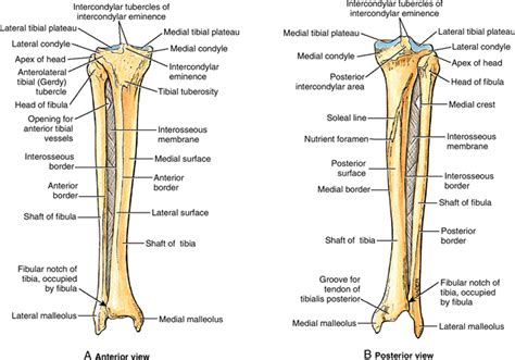 tibiofibular joint anatomy bone  spine