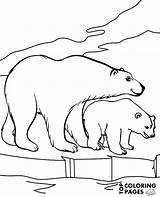Polar Bear Bears Coloring Pages Sheet Animals Print Book Outline Two Printable Drawing Getdrawings sketch template