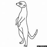 Coloring Meerkat Pages Colouring Color Drawing Kids Line Choose Board sketch template