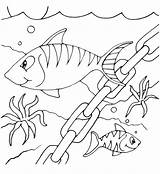 Pesci Mewarnai Peixes Riscos Colorare Binatang Oceano Animais Coloring Peixinhos Ayo Qdb sketch template