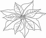 Poinsettia Nochebuena Coloringhome sketch template