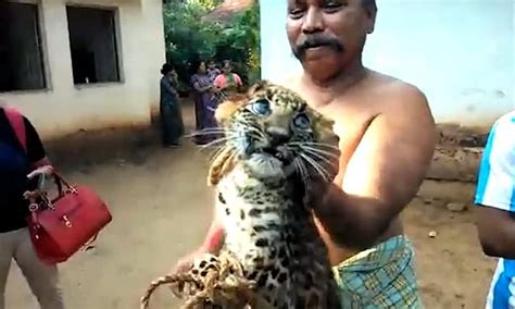 leopard cub with its legs tied together is prodded and manhandled by laughing villagers daily
