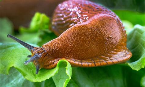 around 500 billion slugs expected to invade our gardens daily mail online