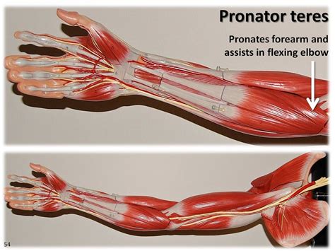 pronator teres muscles   upper extremity visual atl flickr