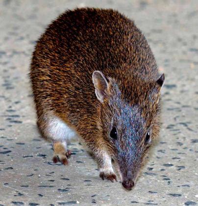southern brown bandicoot biodiversity   western volcanic plains