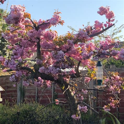 prunus serrulata kiku shidare zakura weeping flowering cherry tree