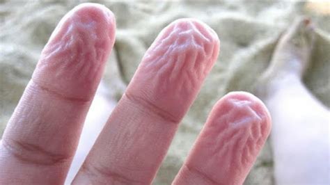 why are fingers get wrinkly in underwater scientia to know youtube