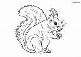 Squirrel Realitic Squirrels Printable sketch template