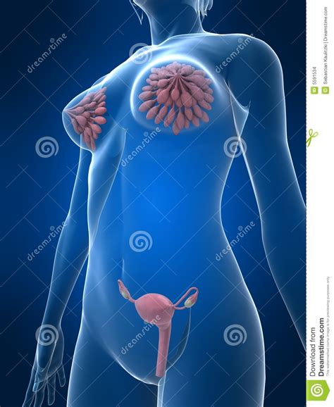 organi di sesso femminile illustrazione di stock illustrazione di menses 5591534