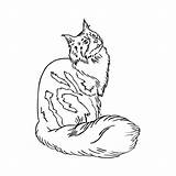Maine Clipart Coon Mainecoon Loading Zoom Designlooter Cat Clipground Main 1000px 18kb 1000 sketch template