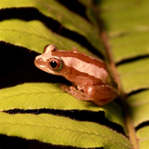 african brown banana tree frogs